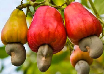 La culture de l’anacarde en Côte d&rsquo;Ivoire : un moteur de croissance économique