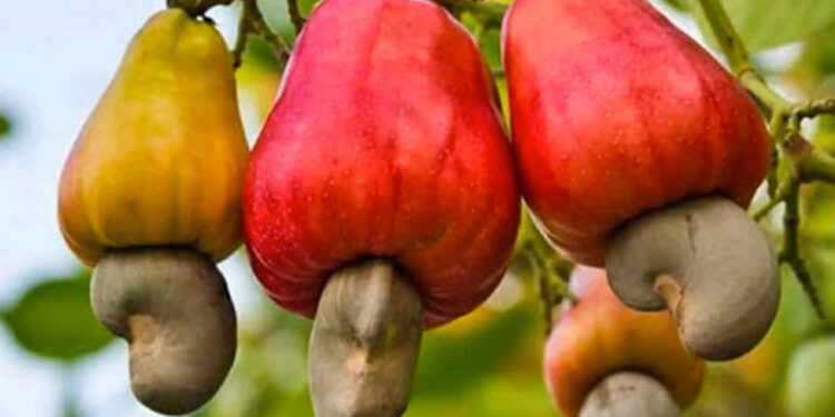 La culture de l’anacarde en Côte d&rsquo;Ivoire : un moteur de croissance économique