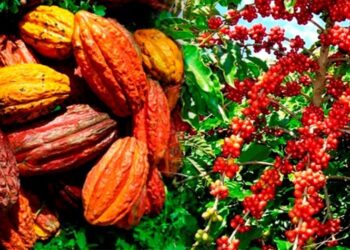 L’agriculture ivoirienne, entre potentiel et défis