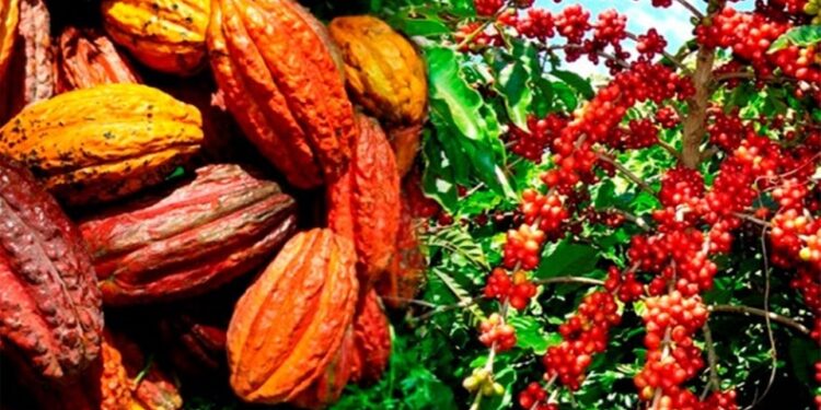 L’agriculture ivoirienne, entre potentiel et défis